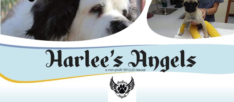 Harlee's Angels - a non-profit 501(c)3 rescue 