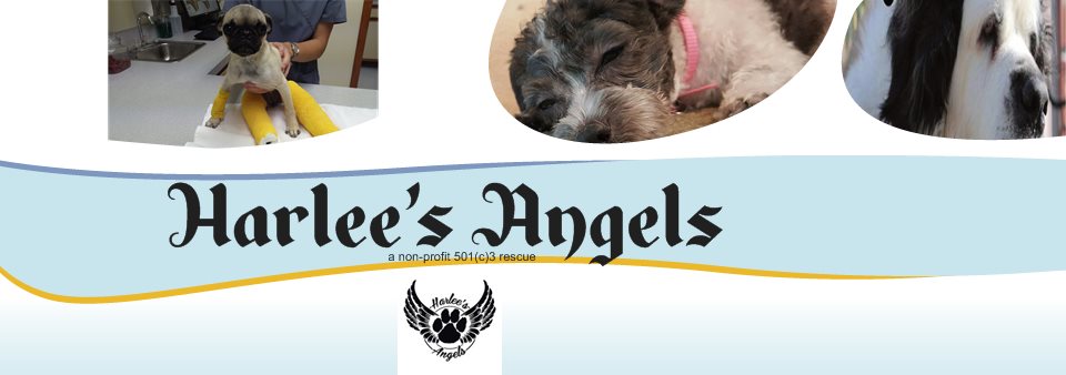 Harlee's Angels - a non-profit 501(c)3 rescue 